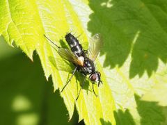 Phyllomya volvulus