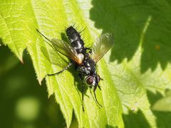 Phyllomya volvulus