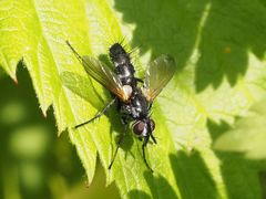 Phyllomya volvulus