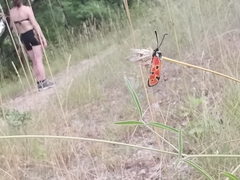 Zygaena hilaris