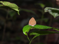 Arhopala major