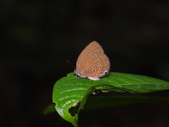 Arhopala major