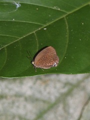 Arhopala muta