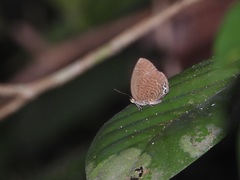 Arhopala muta
