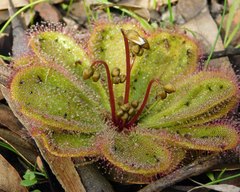Drosera macrophylla