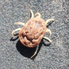 Argasidae