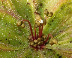 Drosera macrophylla