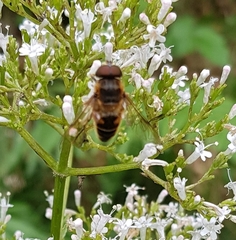 Eristalis pertinax