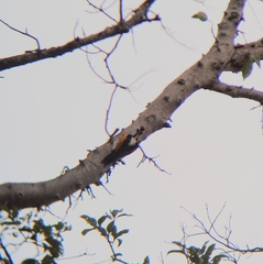 Chrysocolaptes festivus
