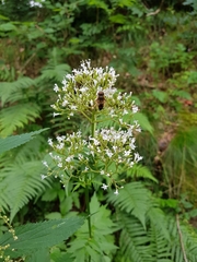 Eristalis pertinax