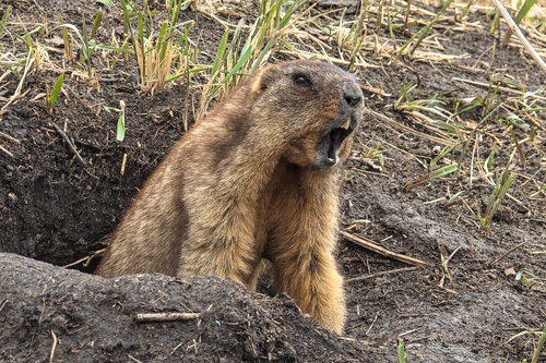 Forest Steppe Marmot