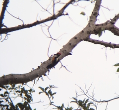 Chrysocolaptes festivus