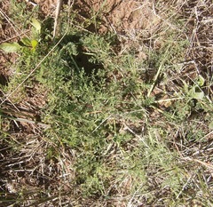 Dasispermum suffruticosum