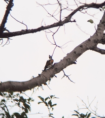Chrysocolaptes festivus