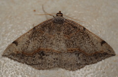 Taxeotis perlinearia