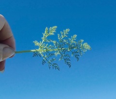 Dasispermum suffruticosum