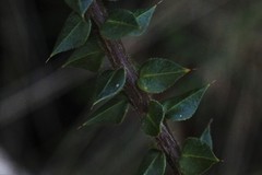 Daviesia umbellulata