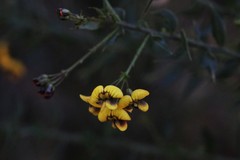 Daviesia umbellulata