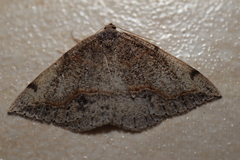 Taxeotis perlinearia