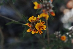 Pultenaea myrtoides