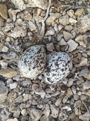 Burhinus oedicnemus