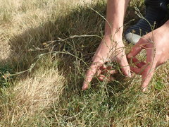 Bupleurum tenuissimum