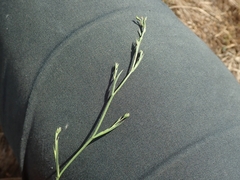 Bupleurum tenuissimum