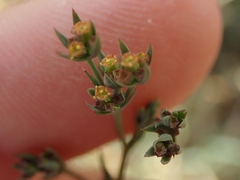 Bupleurum tenuissimum
