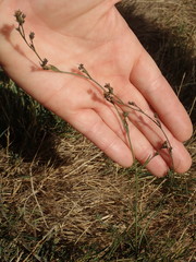 Bupleurum tenuissimum