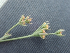Bupleurum tenuissimum
