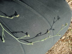 Bupleurum tenuissimum