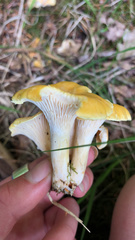 Cantharellus pallens