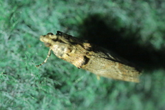 Trachonitis cristella