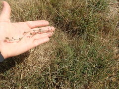 Bupleurum tenuissimum