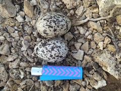 Burhinus oedicnemus