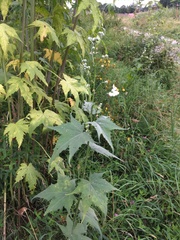 Ripariosida hermaphrodita