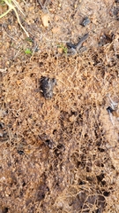 Pseudophryne occidentalis