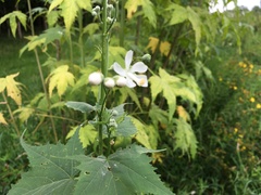 Ripariosida hermaphrodita
