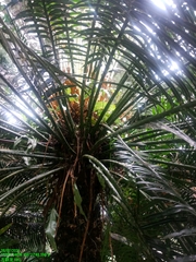 Cycas rumphii