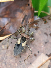 Acanthaspis westermanni