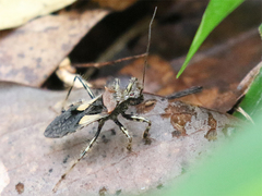 Acanthaspis westermanni