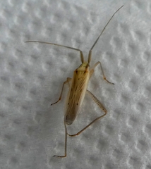 Miridae