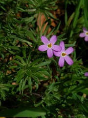 Leptosiphon latisectus