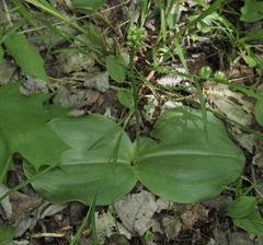 Platanthera orbiculata
