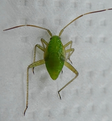 Pterygota