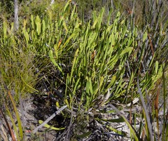 Isopogon polycephalus