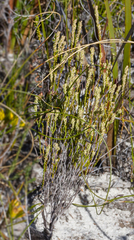 Oligarrhena micrantha