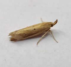 Hypsotropa unipunctella