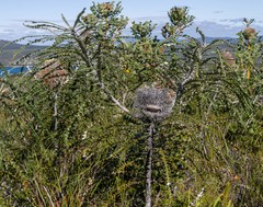 Banksia speciosa