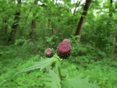 Cirsium schantarense